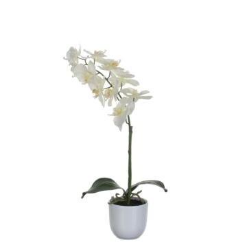 Kunstbloem Phalaenopsis Orchidee 60cm, Groen/Wit